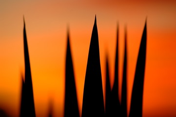 Yucca Sunset Silhouette