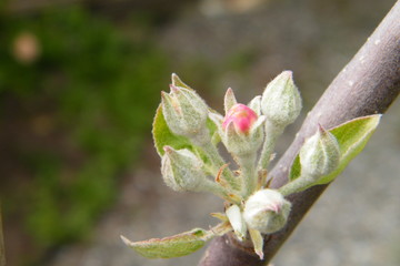 Devonshire Qwarenndom Apple tree blossoms buds