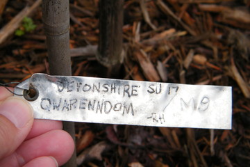 Devonshire Qwarenndom apple tree label