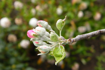 Devonshire Qwarenndom Apple tree blossoms buds