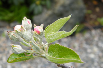 Devonshire Qwarenndom Apple tree blossoms buds