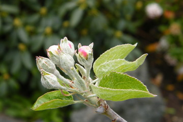 Devonshire Qwarenndom Apple tree blossoms buds