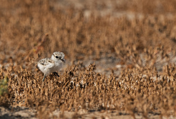 Kentish Plover chick in dry habitats, Bahrain