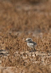 Kentish Plover chick in dry grasses, Bahrain
