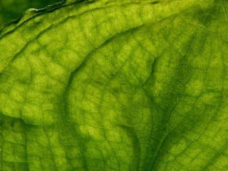 Large Gunnera Leaf