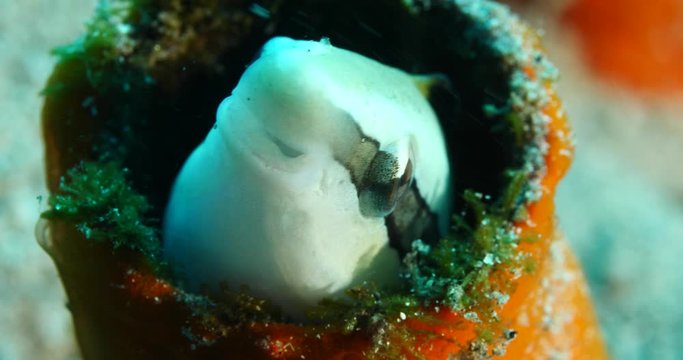 cleanerfish underwater in the coral scenery close up cleaner fish with corals ocean scenery