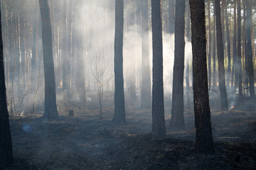 Scorched forest after fire