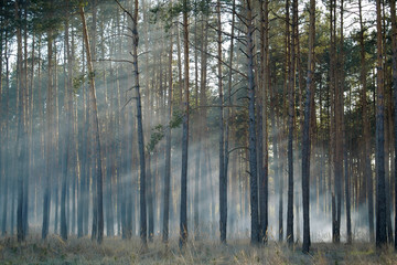 Smouldering of wood in forest