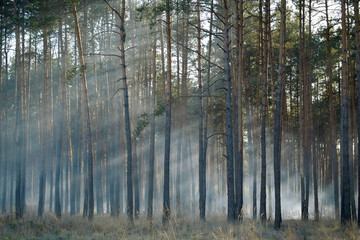 Obraz premium Smouldering of wood in forest