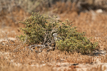 Kentish Plover chick hiding in a small bush, Bahrain
