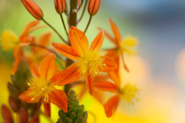 Plakat Orange-Yellow-Green flower