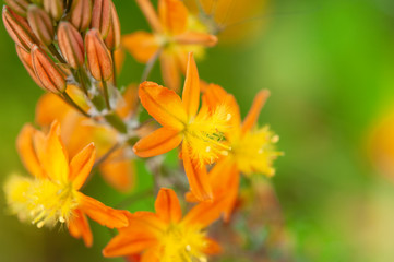 Orange-Yellow-Green flower