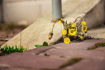 a yellow flower grows between the sidewalk and the stone wall. weed at the front of the building....