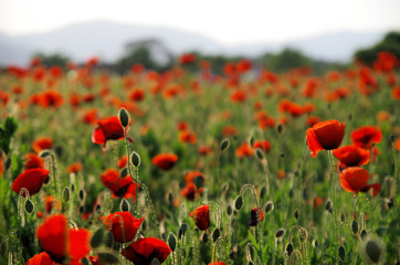 Naklejka premium Mohnblume