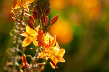 Orange-Yellow-Green flower