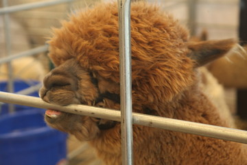 BROWN ALPACA EATING A BAR, TEETH, 