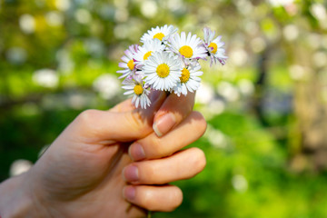 Close-up of a bouquet of white daisies in the hands of a girl in summer flowers