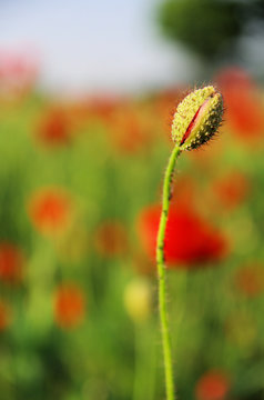 Mohnblume