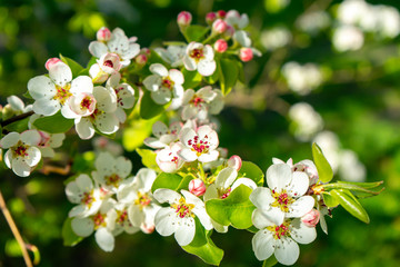 Close-up of a white apple blossom blooming in spring in a garden against a blue sky. Flowering trees in spring in Warsaw.