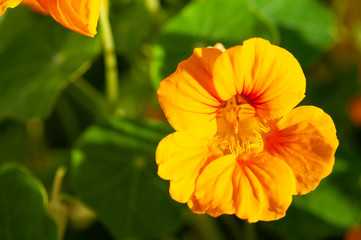 Orange-Yellow-Green flower