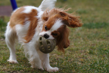 Little red dog cavalier king charles spaniel plays with a green ball