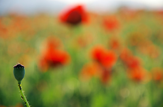 Mohnblume