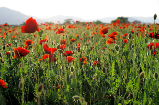 Mohnblume