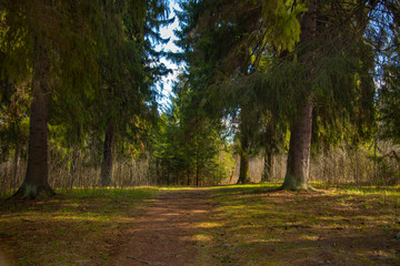 Forest path framed by green grass and tall trees.