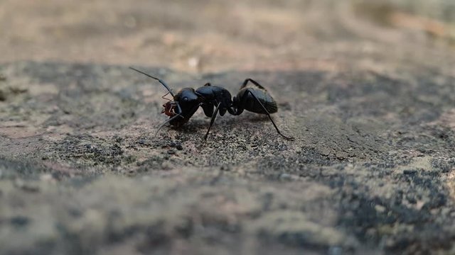 Ants Fighting on Stone in Nature