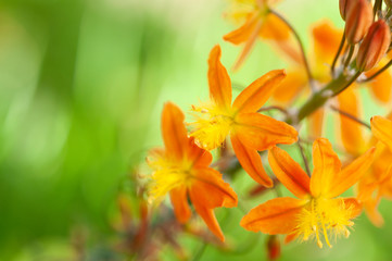 Orange-Yellow-Green flower