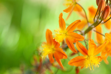Fototapeta na wymiar Orange-Yellow-Green flower
