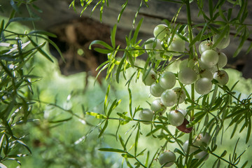 The Feathery Fern tiny fruits looks like green pearls