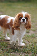 Little red dog cavalier king charles spaniel plays with a green ball