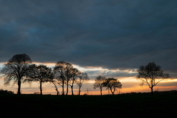 Fototapeta na wymiar Baum im Licht der untergehenden Abendsonne
