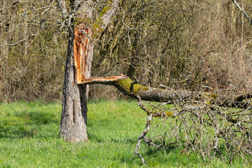 Branch torn off a tree trunk during a storm