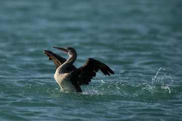 Socotra cormorant landing