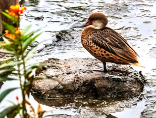 duck in a pond, Galapagos, Santa Cruz, Ecuador, flower, rock, bird, waterfowl, nature