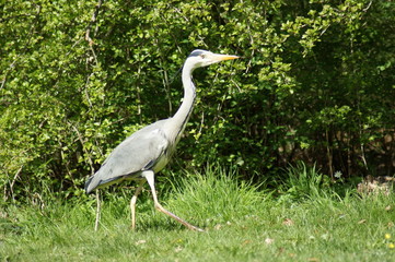 great blue heron