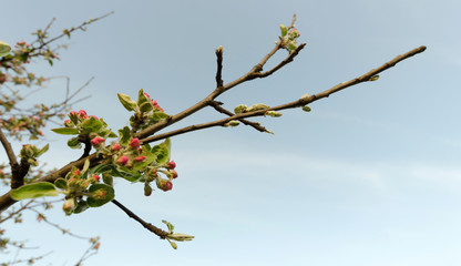 pąki na gałęzi kwitnącego drzewa wiosną na tle błękitnego nieba