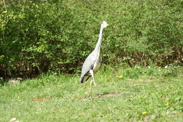 great heron