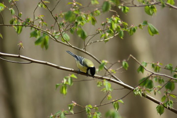 great tit on a branch