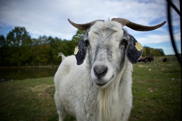Pastures in the Czech Republic - goat © LukasChrobak