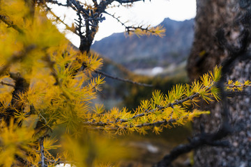 trees in autumn with beautiful fall colours