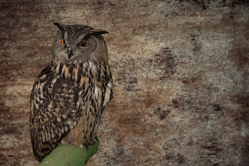 Eagle Owl, Bubo bubo on brown background