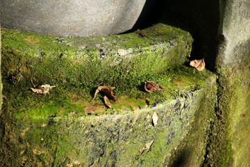 old moss on a rock