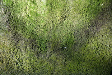 green moss on the wall