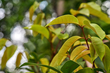 A shallow depth-of-field macro image of a tree's new growth - yellow and green foliage with red stem and veins - taken in afternoon dappled sunlight, with blurred natural bokeh background.