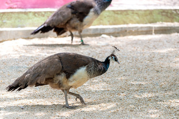 Beautiful female peacock walking on the ground