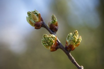 Spring, flower on tree - macro photo