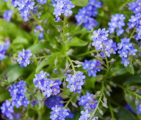 Little blue flowers on the lawn in the garden. Blue flowers in spring park